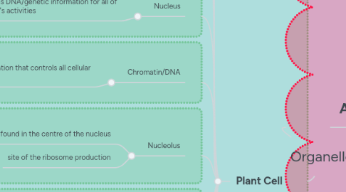 Mind Map: Organelles