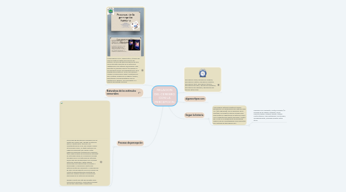 Mind Map: RELACION DEL CEREBRO CON LA PERCEPCION