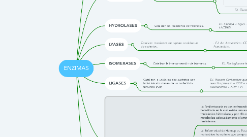 Mind Map: ENZIMAS
