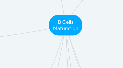 Mind Map: B Cells Maturation