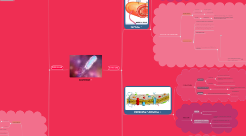 Mind Map: BACTERIAS