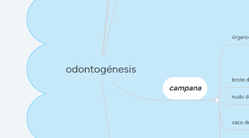 Mind Map: odontogénesis