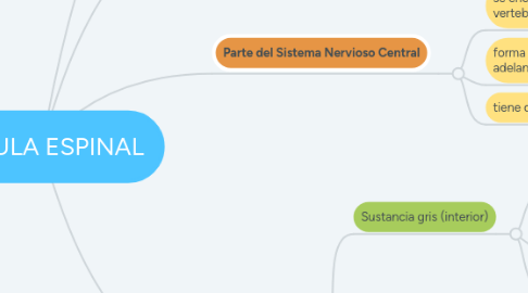 Mind Map: MÉDULA ESPINAL