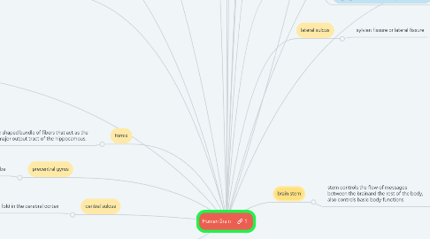 Mind Map: Human Brain