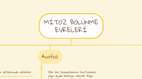 Mind Map: MİTOZ BÖLÜNME EVRELERİ