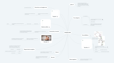 Mind Map: METABOLISMO