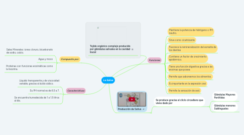 Mind Map: La Saliva