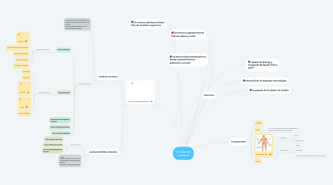 Mind Map: Circulación Linfática