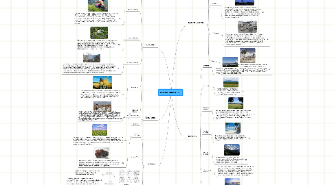 Mind Map: Physical Patterns