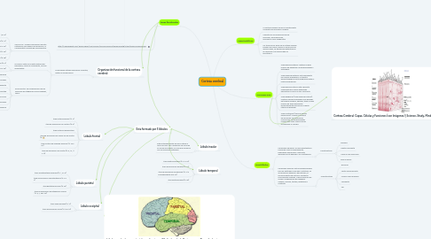 Mind Map: Corteza cerebral