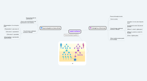 Mind Map: GAMETOGÊNESE