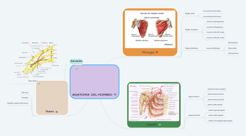 Mind Map: ANATOMÍA DEL HOMBRO