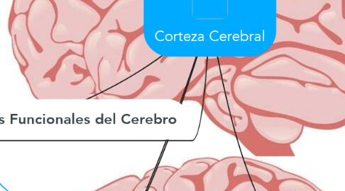 Mind Map: Corteza Cerebral
