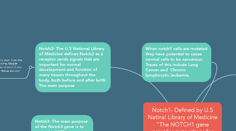 Mind Map: Notch1- Defined by U.S Natinal Library of Medicine "The NOTCH1 gene provides instructions for making a protein called Notch1, a member of the Notch family of receptors."