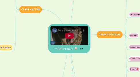 Mind Map: MAMÍFEROS 🐮