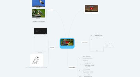 Mind Map: CinegeCipője