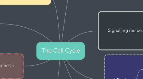 Mind Map: The Cell Cycle