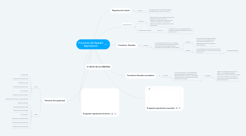 Mind Map: Funciones Del Aparato Reproductor