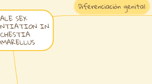 Mind Map: MALE SEX DIFFERENTIATION IN ORCHESTIA GAMMARELLUS