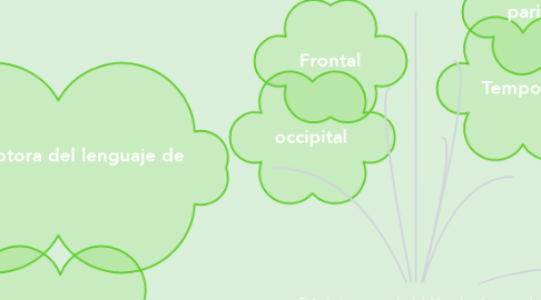 Mind Map: Divisiones del lóbulo frontal