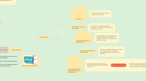 Mind Map: FOSFORILACIÓN & FOSFORILACIÓN OXIDATIVA