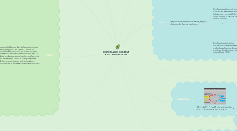 Mind Map: FOSFORILACIÓN OXIDATIVA & FOTOFOSFORILACIÓN