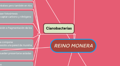 Mind Map: REINO MONERA