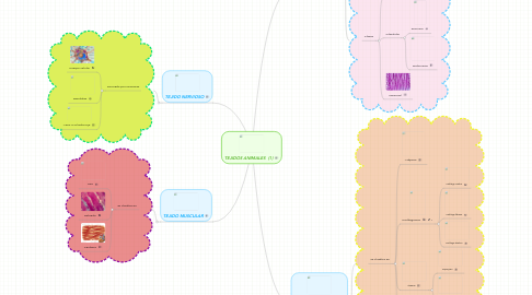 Mind Map: TEJIDOS ANIMALES (1)