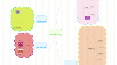 Mind Map: TEJIDOS ANIMALES  (1)