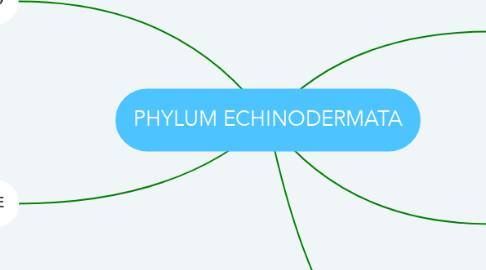 Mind Map: PHYLUM ECHINODERMATA