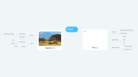 Mind Map: Forest