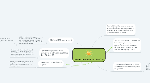 Mind Map: How does photosynthesis work?