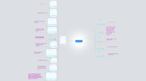 Mind Map: Vocabulary List