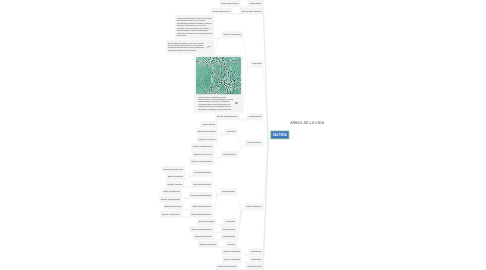 Mind Map: _ÁRBOL DE LA VIDA_
