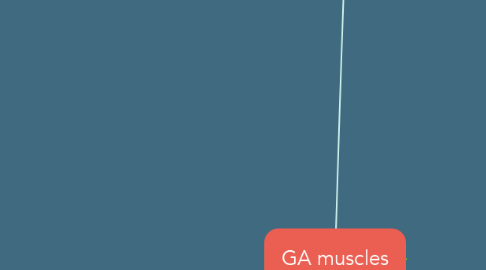 Mind Map: GA muscles