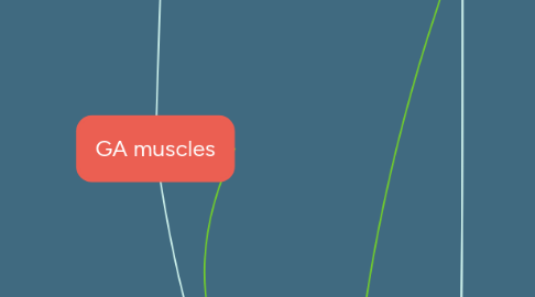 Mind Map: GA muscles