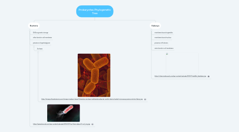 Mind Map: Prokaryotes Phylogenetic Tree