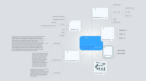 Mind Map: Evolucion del cerebro humano