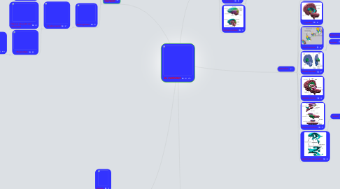 Mind Map: EL CEREBRO