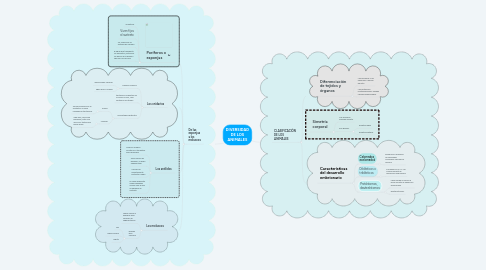 Mind Map: DIVERSIDAD DE LOS ANIMALES