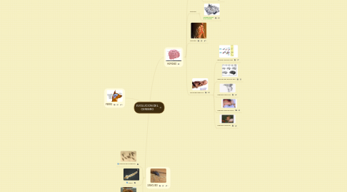 Mind Map: EVOLUCION DEL CEREBRO