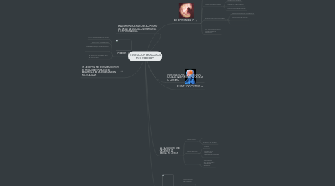 Mind Map: EVOLUCION BIOLOGICA DEL CEREBRO