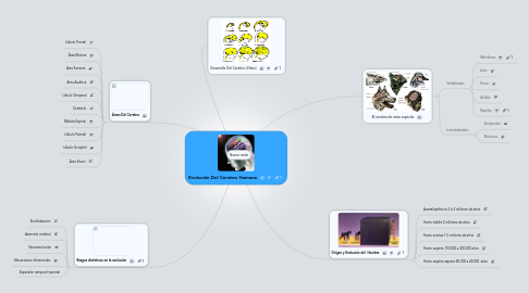 Mind Map: Evolución Del Cerebro Humano