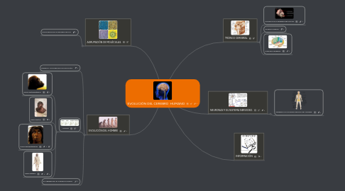 Mind Map: EVOLUCIÓN DEL CEREBRO HUMANO