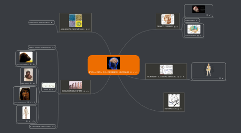 Mind Map: EVOLUCIÓN DEL CEREBRO  HUMANO