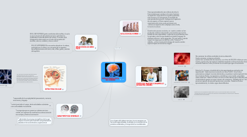 Mind Map: EVOLUCIÓN BIOLOGICA DEL CEREBRO