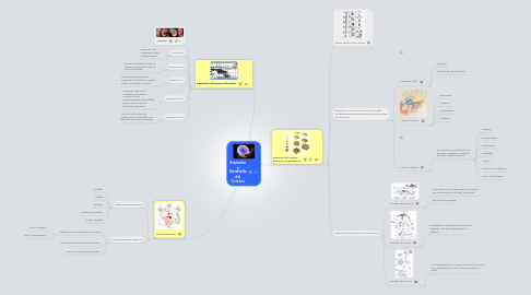 Mind Map: Evolución y Desarrollo del Cerebro