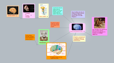 Mind Map: Evolución del cerebro humano