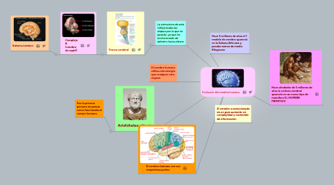 Mind Map: Evolución del cerebro humano