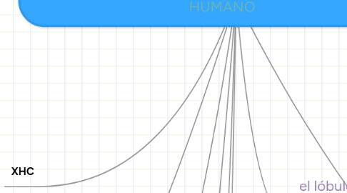 Mind Map: EVOLUCIÓN DEL CEREBRO HUMANO